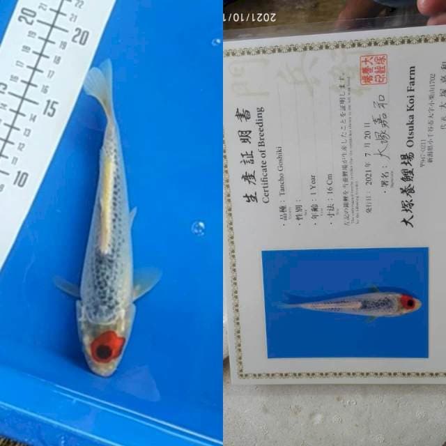 Tancho Goshiki 20bu Otsuka