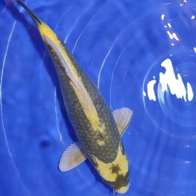 KABUTO JUMBO 45CM sah tanpa BU 