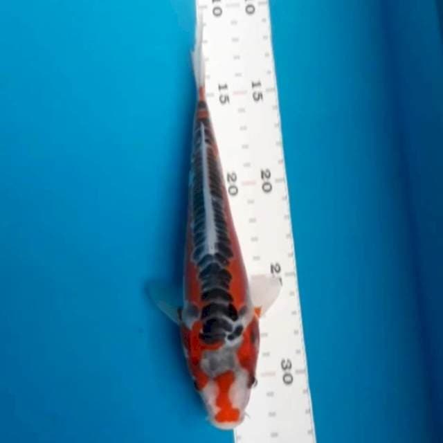 Shusui 20 cm