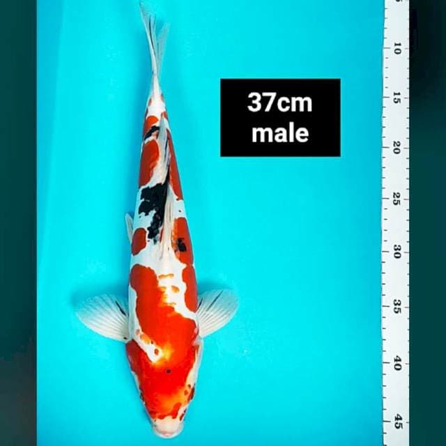 Doitsu sanke strong 37cm