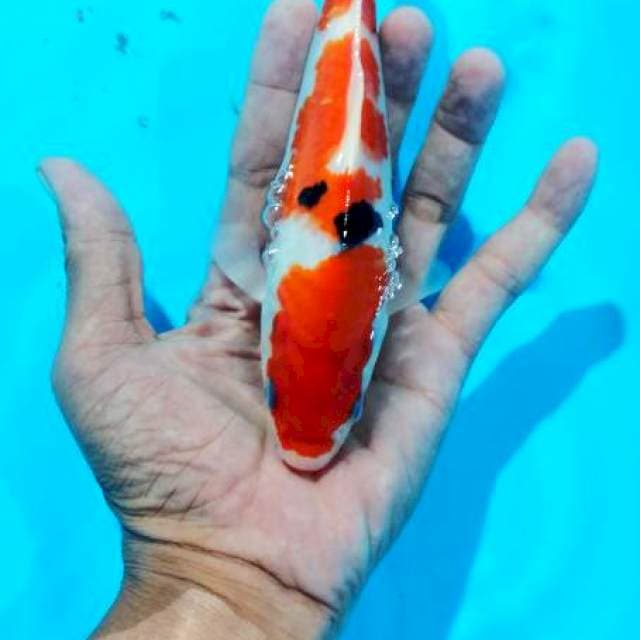 sanke 18 cm