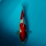 Kohaku 33cm