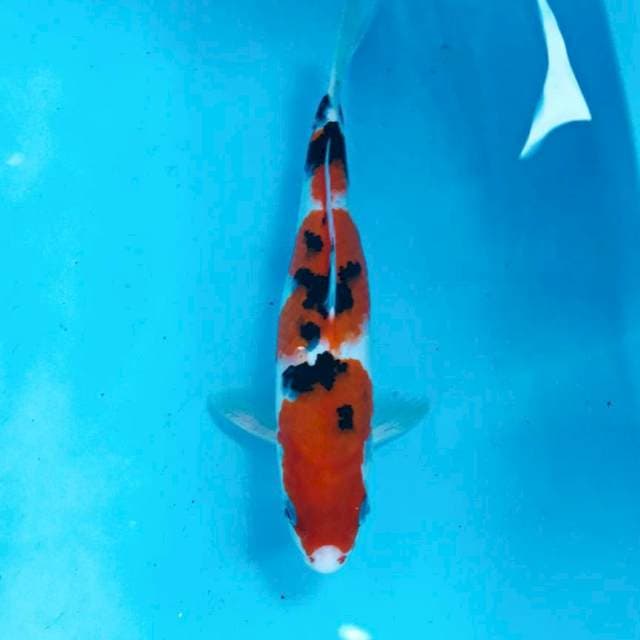 Sanke, 26 cm