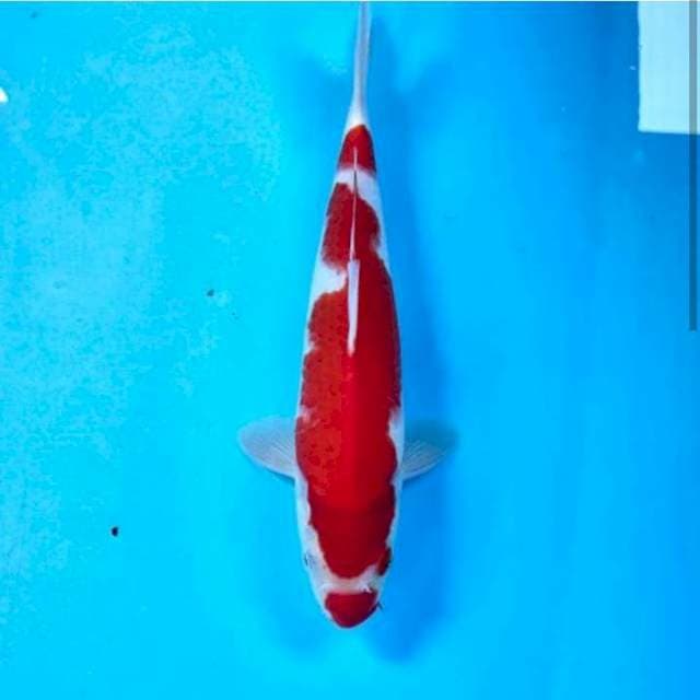 Kohaku, male 28 cm