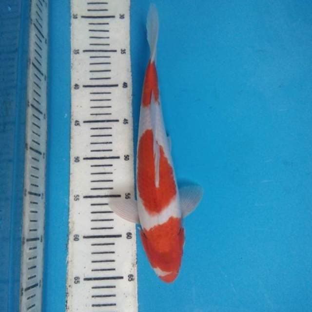 Kohaku