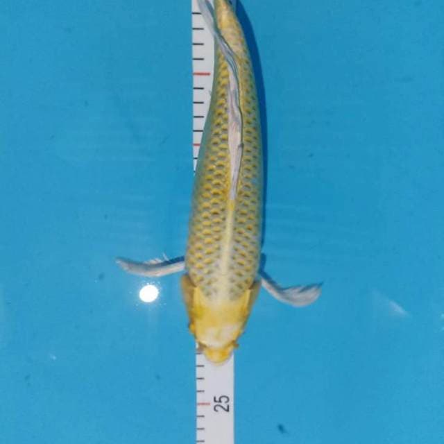 Kumpay hariwake 36 cm
