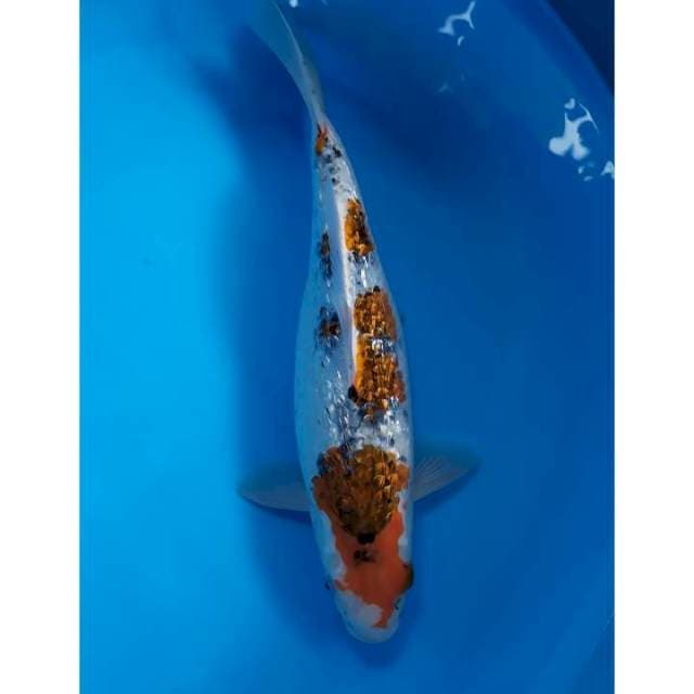 goshiki ginrin 34 cm