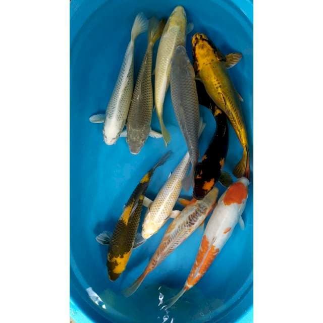 mix 10 ekor 32-38 cm