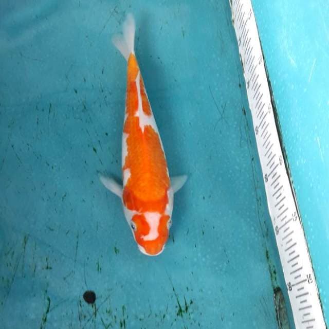 Kohaku kacamata antik 25
