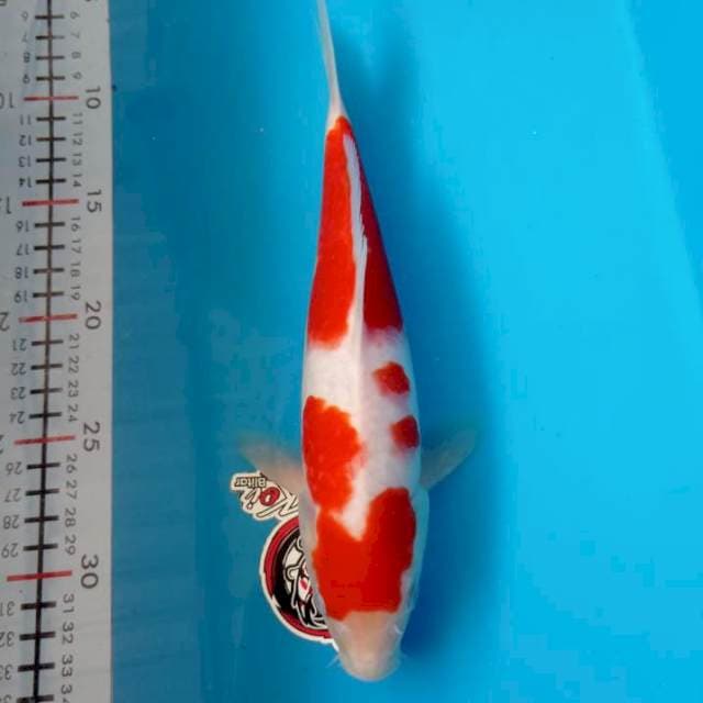 KOHAKU 26CM JANTAN