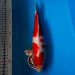 KOHAKU 26CM JANTAN