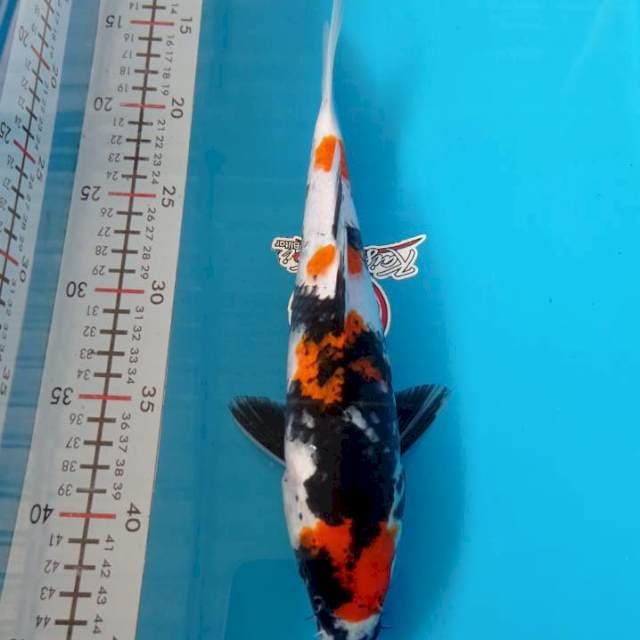 SHOWA 29CM BETINA