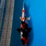 SHOWA 29CM BETINA