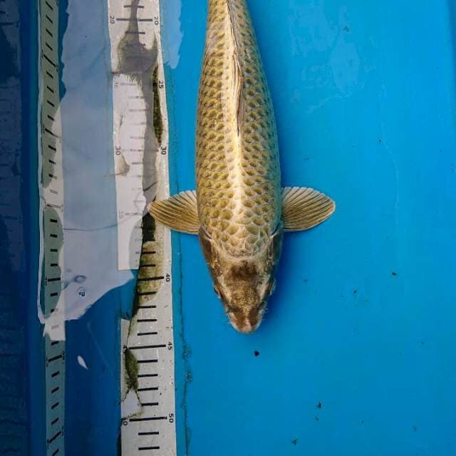 MUKASHI 36 cm