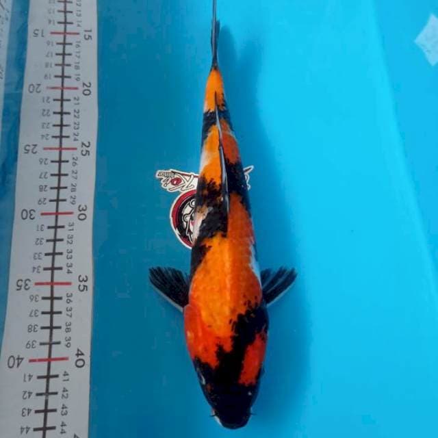 HI SHOWA 30CM JANTAN