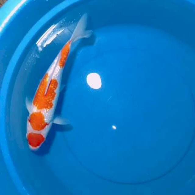 Kohaku gindrin 35cm