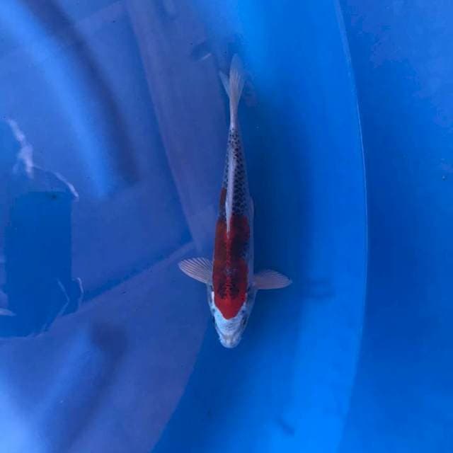 Kujaku 27 cm