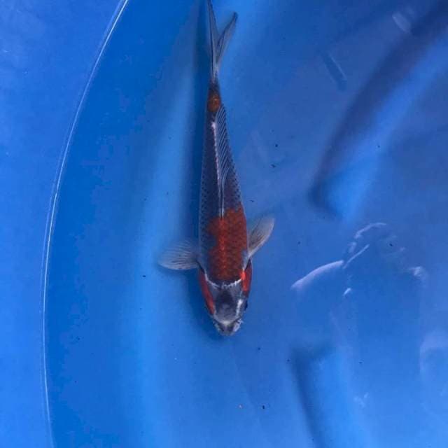 Kuro ghosiki 30 cm