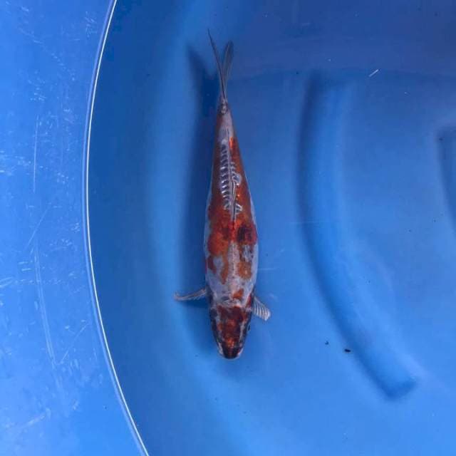 Beni kikoryu 33 cm