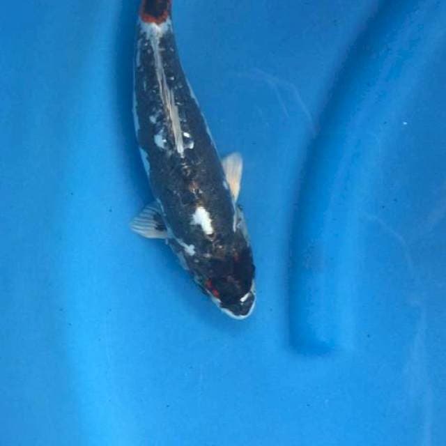 Kikoryu 30 cm