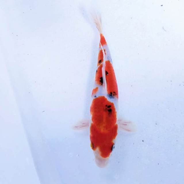 Sanke 23cm