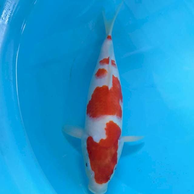 Kohaku HQ 28cm