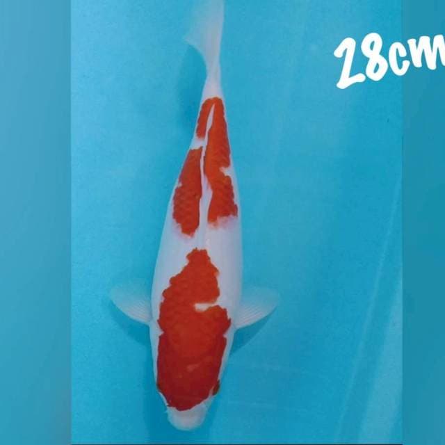 Kohaku QQ 28cm