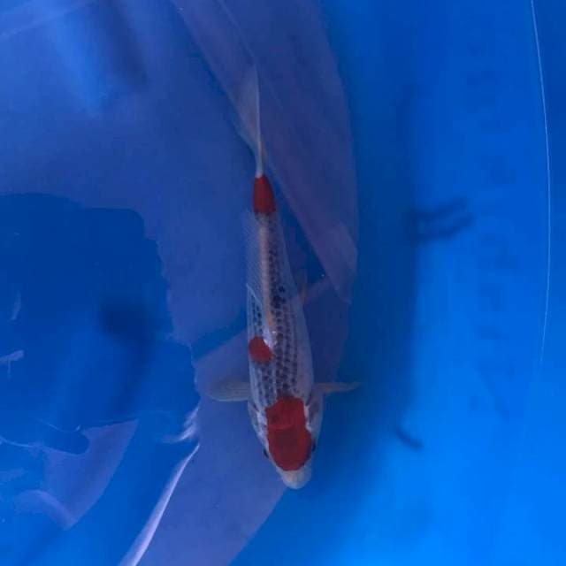 Ghosiki 25 cm