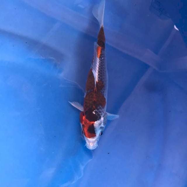 Ghosiki 25 cm