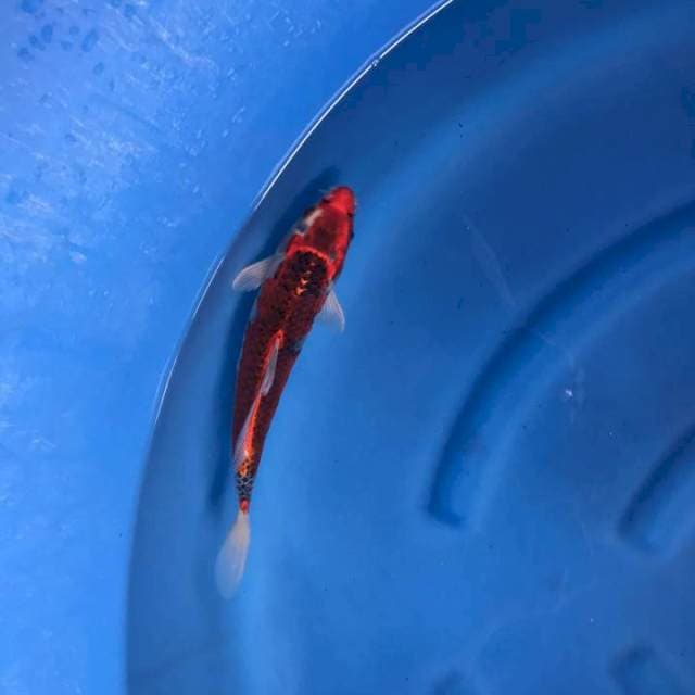Ghosiki 28 cm