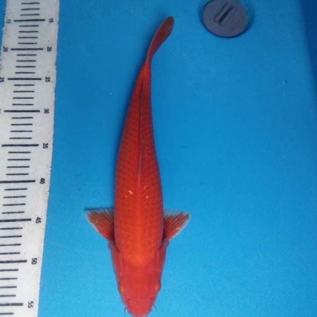 Benigoi