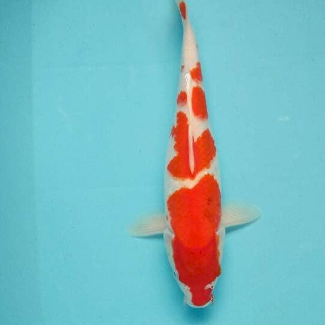 Kohaku