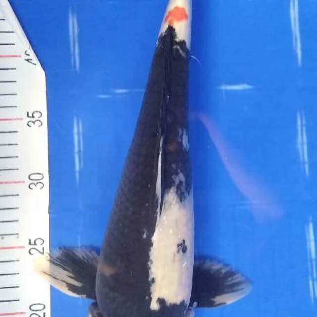 SHOWA BAJA HITAM