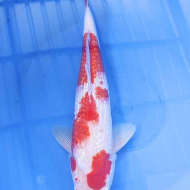 Kohaku ginrin 30cm
