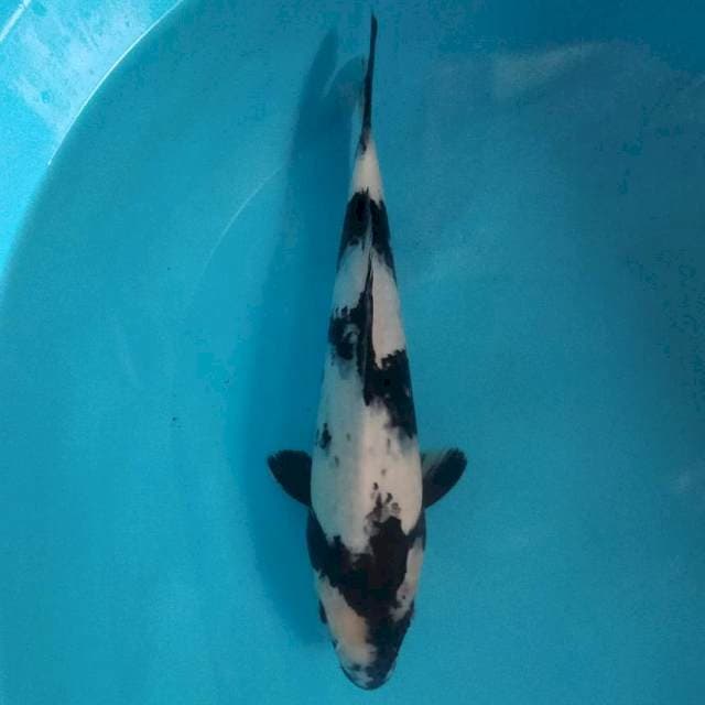 Shiro 35 cm