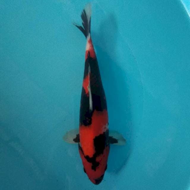 Hi showa motogoro 29 cm