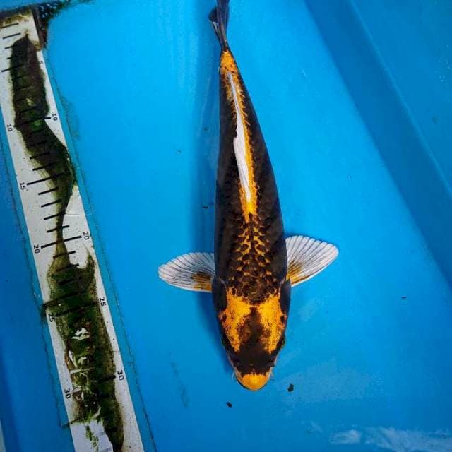 KABUTO  31 cm