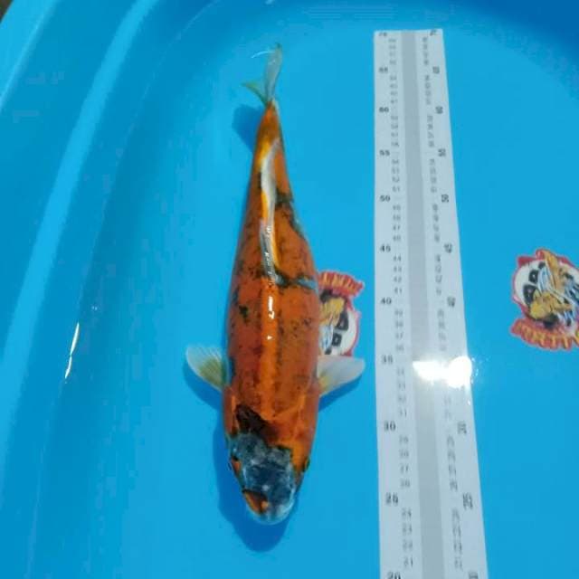 KIKUSHUI JUMBO 40CM