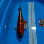KIKUSHUI JUMBO 40CM