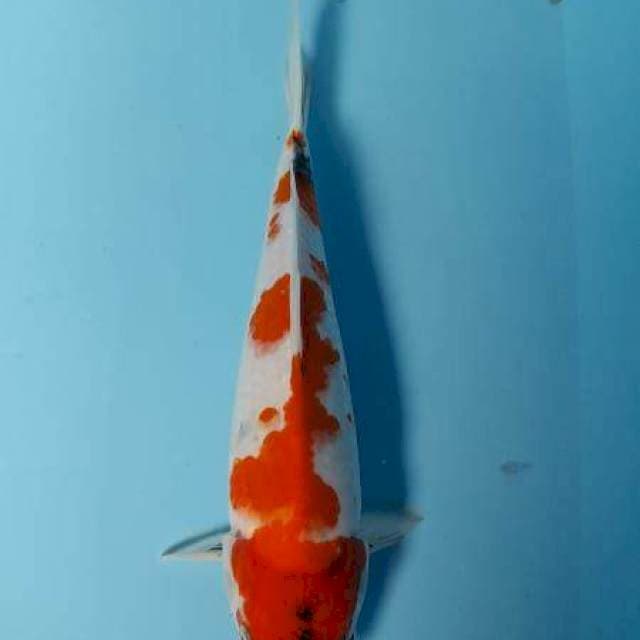 Showa sansoku