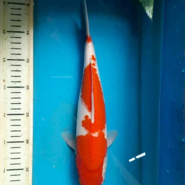 Kohaku 34up F