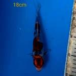 Goshiki