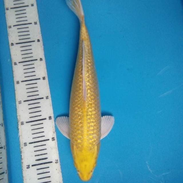 Yamabuki ginrin