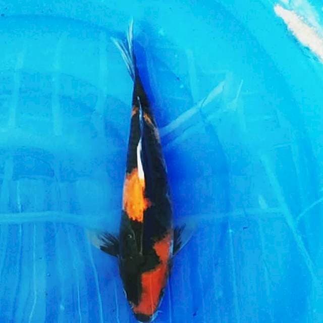 ✔️Hi Showa 30cm