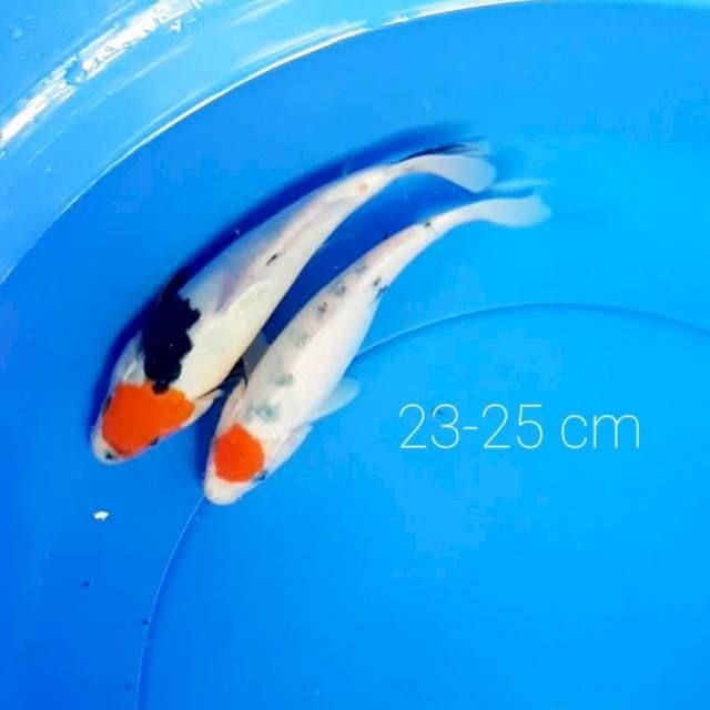 Paket 2 ekor 23-25 cm