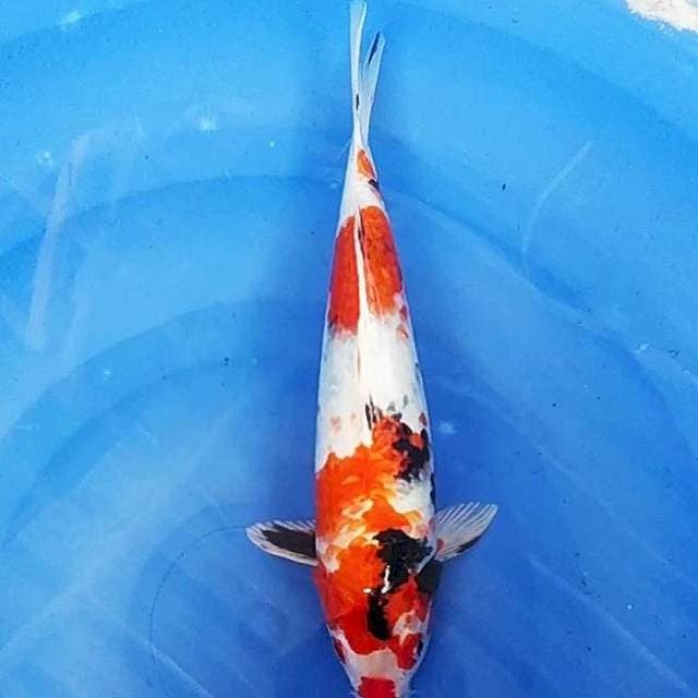✔️kohaku hikari 30cm