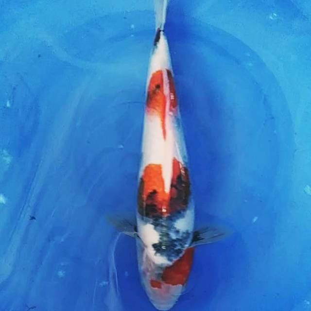 ✔️Showa kindai 30cm