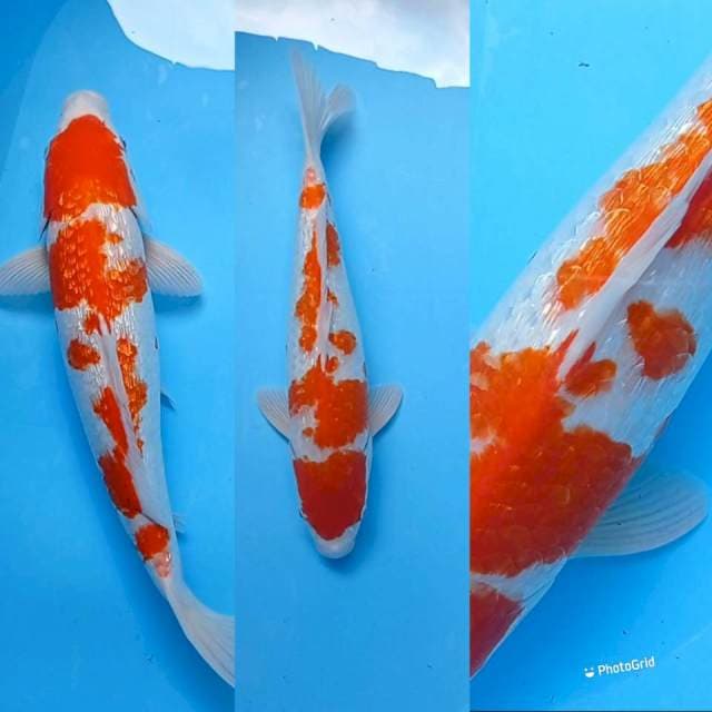 Kohaku Ginrin 46 cm, istimewa