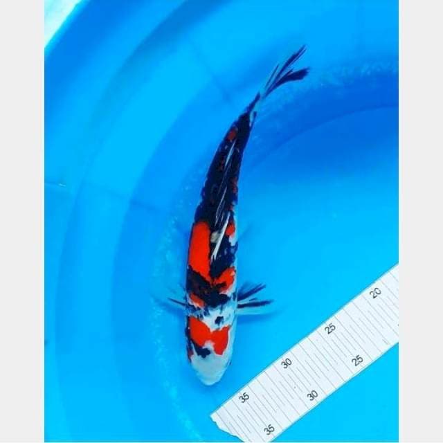 Sanke 32 cm 