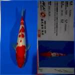 Kohaku sakai Ltd